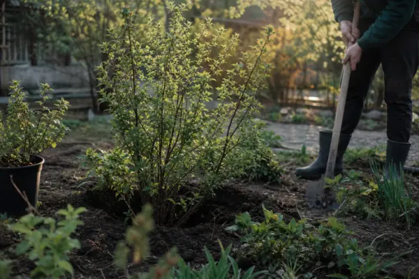 Corn (Cornus mas) – plantare și îngrijire pas cu pas