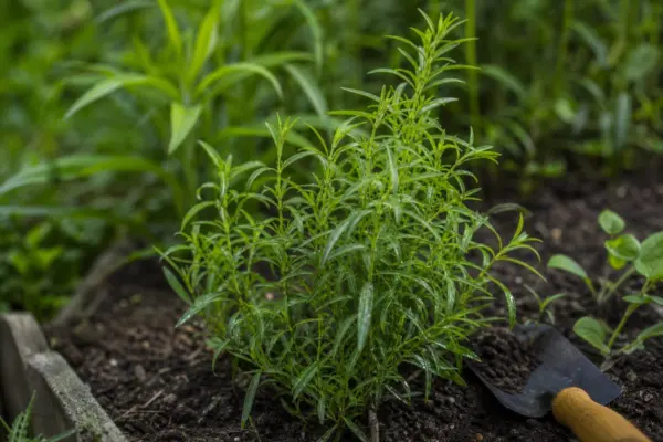 Tarhon (Artemisia dracunculus) – sfaturi pentru plantare, creștere și întreținere