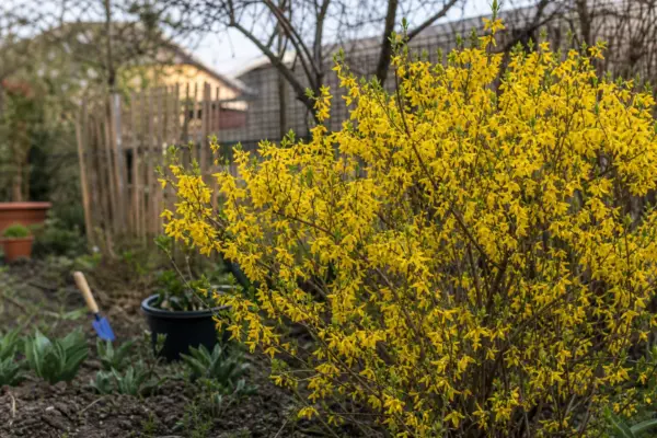 Forsythia intermedia – sfaturi de plantare și îngrijire