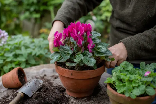 Ciclama (Cyclamen persicum) – ghid practic de plantare și îngrijire