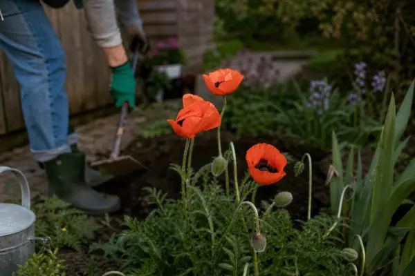 Mac de grădină (Papaver orientale) – de la plantare la întreținerea de zi cu zi