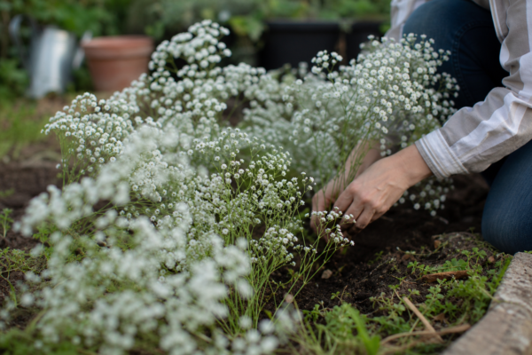 Floarea miresei (Gypsophila paniculata): ce condiții cere și cum o îngrijești