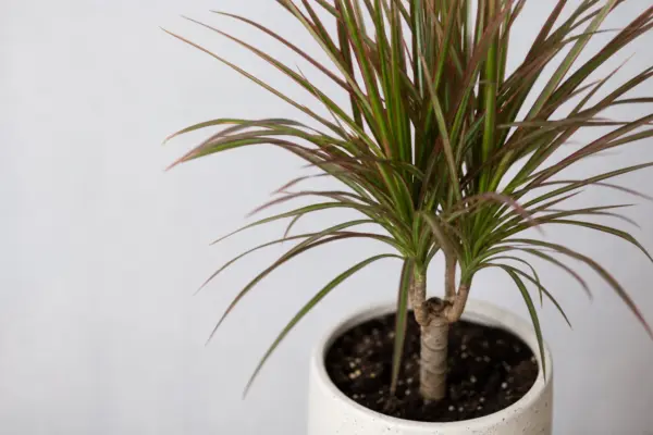 Dracaena (Dracaena marginata): sfaturi pentru plantare, creștere și întreținere
