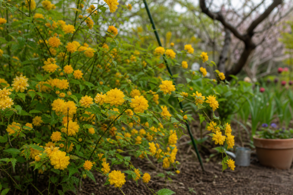 Kerria (Kerria japonica) – de la plantare la întreținerea de zi cu zi