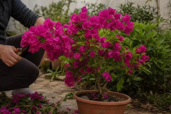 Bougainvillea (Bougainvillea glabra) – plantare și îngrijire pas cu pas