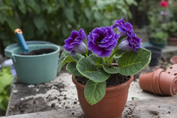 Gloxinia (Sinningia speciosa) – plantare, udare și întreținere