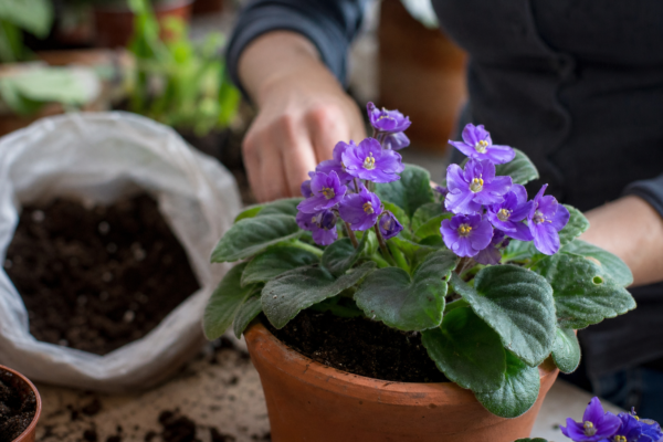 Violeta africană (Saintpaulia ionantha) – ghid practic de plantare și îngrijire