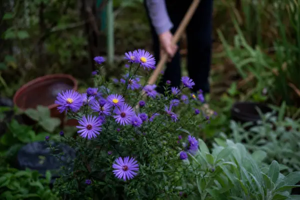Steluța (Aster amellus) – tot ce trebuie să știi despre plantare și îngrijire