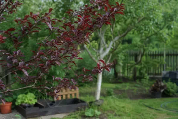 Corcoduș roșu (Prunus cerasifera) – plantare și îngrijire pas cu pas