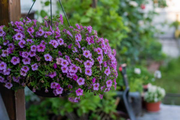 Calibrachoa (Calibrachoa hybrida) – tot ce trebuie să știi despre plantare și îngrijire