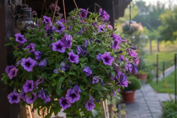 Surfinia (Petunia surfinia) – ghid complet de cultivare și îngrijire