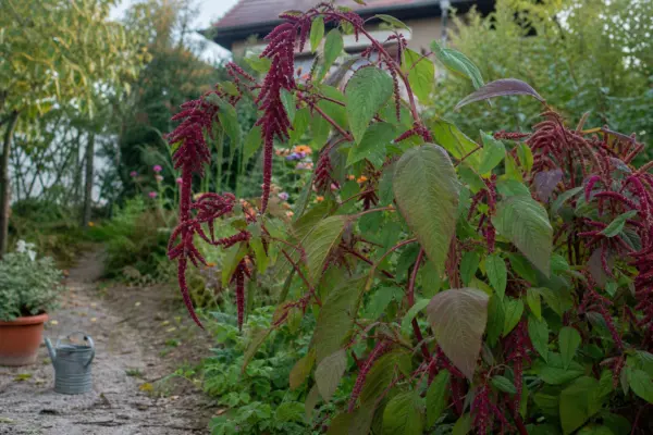 Moțul curcanului (Amaranthus caudatus) – sfaturi de plantare și îngrijire