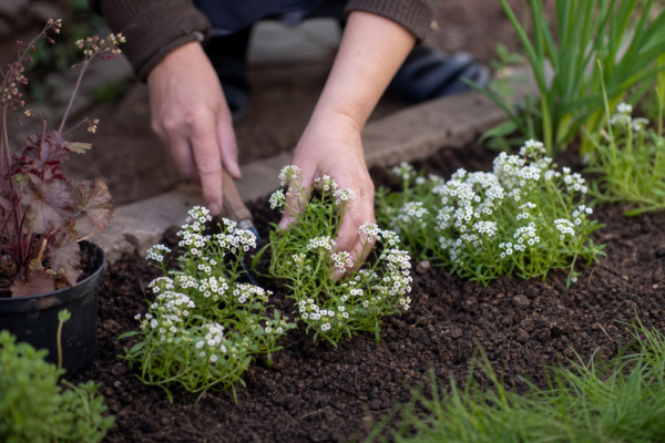 Ciucușoară (Lobularia maritima) – tot ce trebuie să știi despre plantare și îngrijire