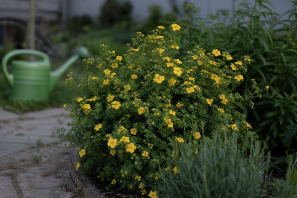 Potentilla (Potentilla fruticosa): cum se plantează și cum se îngrijește corect