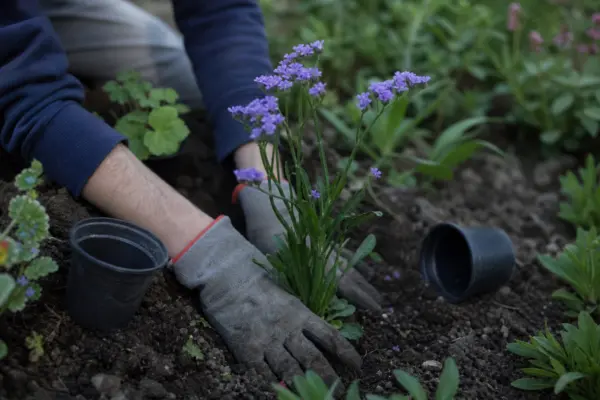 Limonium sinuatum – plantare și îngrijire pas cu pas