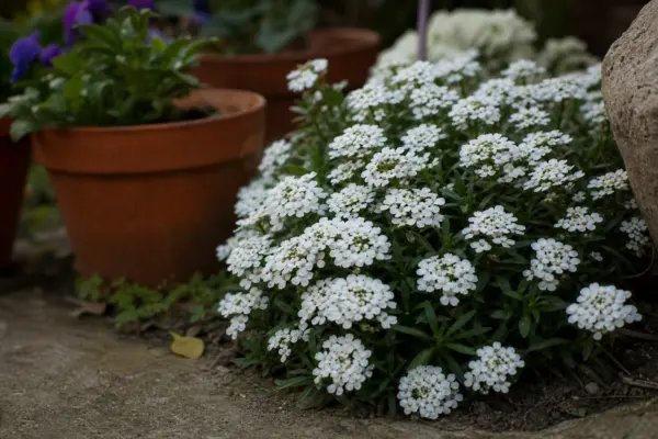 Iberis (Iberis sempervirens) – plantare, îngrijire și greșeli de evitat