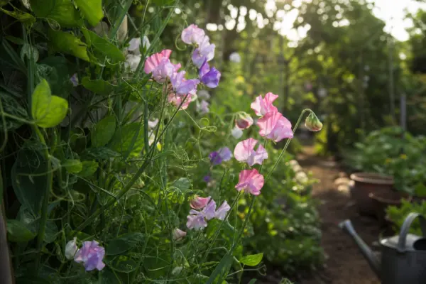 Sângele-voinicului (Lathyrus odoratus) – plantare, udare și întreținere
