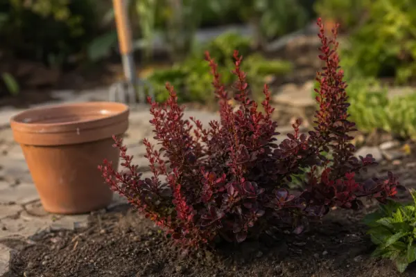 Dracila (Berberis thunbergii) – ghid complet de cultivare și îngrijire