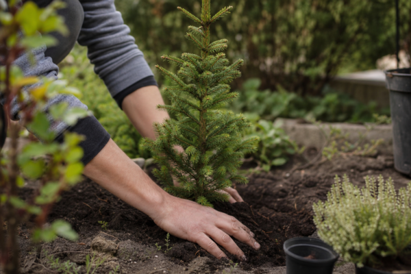 Molid (Picea abies) – plantare, udare și întreținere