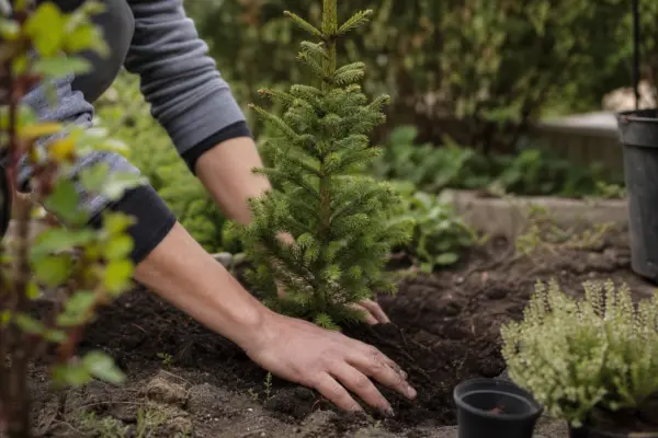 Molid (Picea abies) – plantare, udare și întreținere
