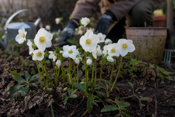 Trandafirul de Crăciun (Helleborus niger) – ghid complet de cultivare și îngrijire