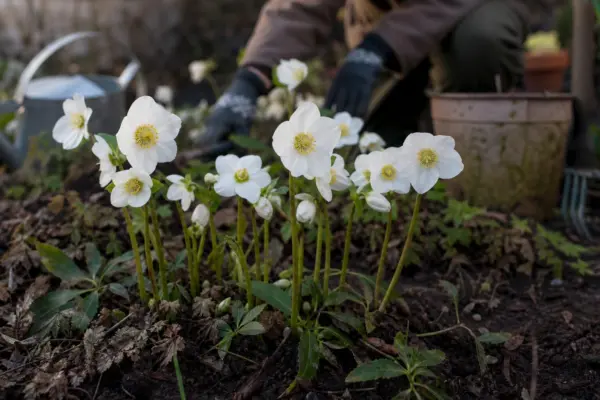 Trandafirul de Crăciun (Helleborus niger) – ghid complet de cultivare și îngrijire