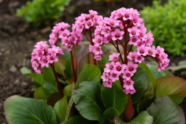 Bergenia (Bergenia cordifolia): condiții de creștere și îngrijire