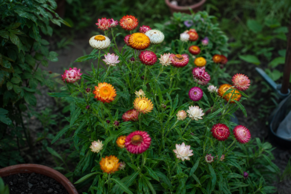 Flori de paie (Helichrysum bracteatum) – plantare, îngrijire și greșeli de evitat