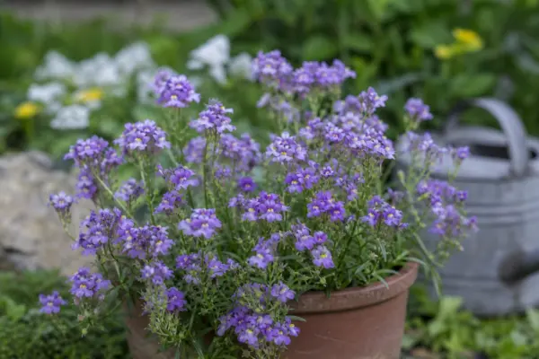 Nemesia strumosa: ce condiții cere și cum o îngrijești
