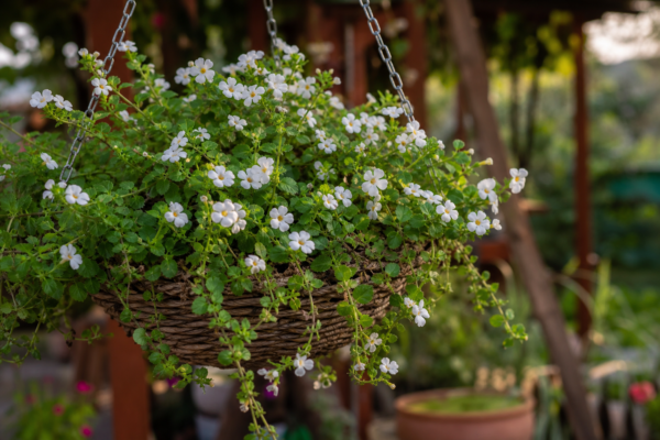Bacopa (Sutera cordata): cum se plantează și cum se îngrijește corect