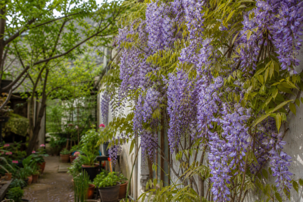Glicină (Wisteria sinensis) – plantare, udare și întreținere