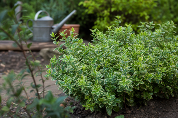 Evonim (Euonymus fortunei) – sfaturi pentru plantare, creștere și întreținere