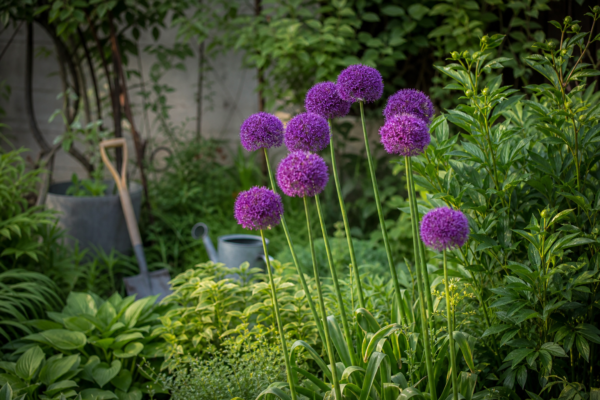 Allium ornamental (Allium giganteum) – sfaturi pentru plantare, creștere și întreținere