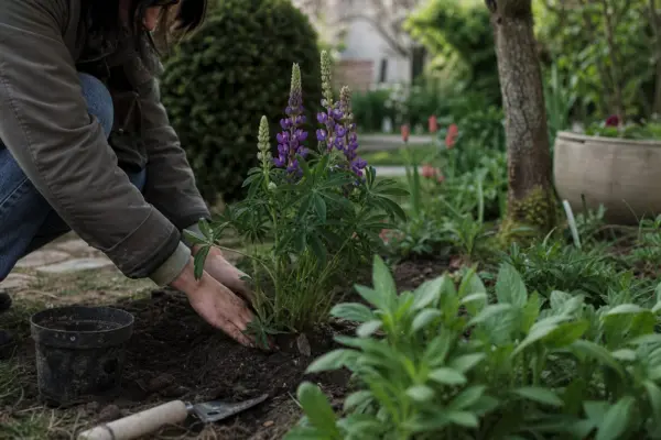 Lupin (Lupinus polyphyllus) – sfaturi de plantare și îngrijire