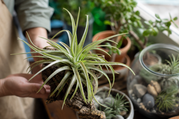 Tillandsia (Tillandsia ionantha): ce condiții cere și cum o îngrijești