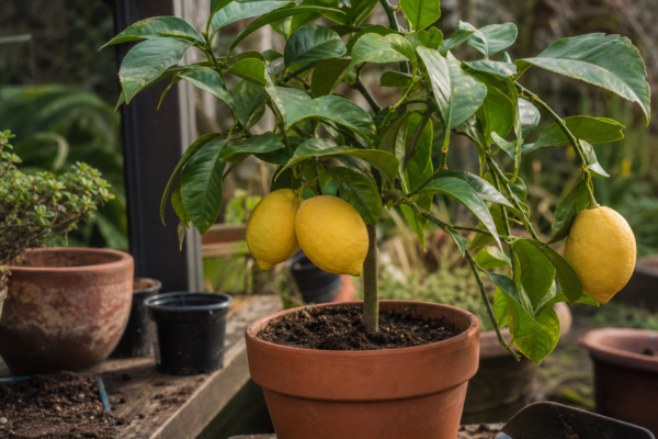 Lămâi în ghiveci (Citrus limon) – sfaturi pentru plantare, creștere și întreținere