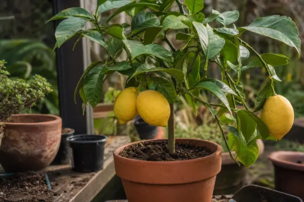 Lămâi în ghiveci (Citrus limon) – sfaturi pentru plantare, creștere și întreținere