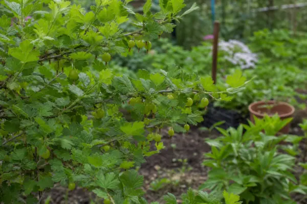 Agriș (Ribes uva-crispa) – sfaturi de plantare și îngrijire