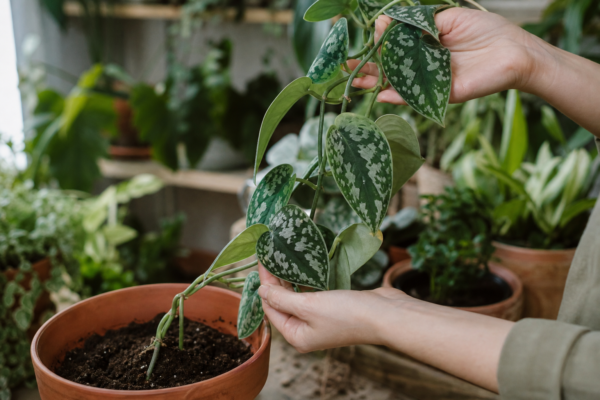 Scindapsus argintiu (Scindapsus pictus) – plantare și îngrijire pas cu pas