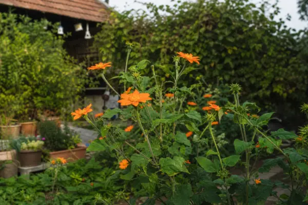 Floarea soarelui mexicană (Tithonia rotundifolia) – plantare, îngrijire și greșeli de evitat