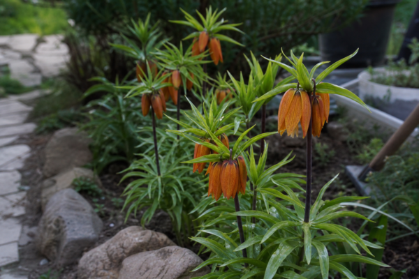 Coroana imperială (Fritillaria imperialis) – sfaturi de plantare și îngrijire