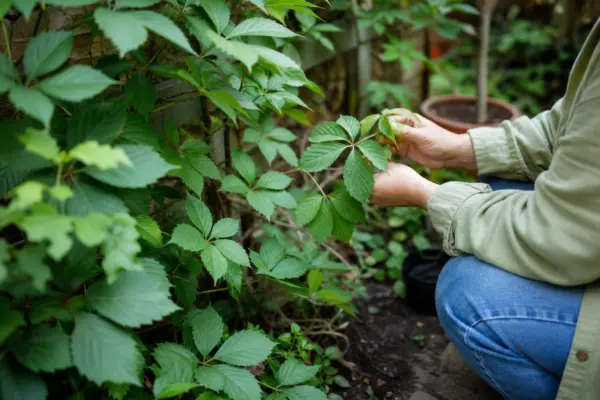 Viță de Canada (Parthenocissus quinquefolia) – ghid complet de cultivare și îngrijire