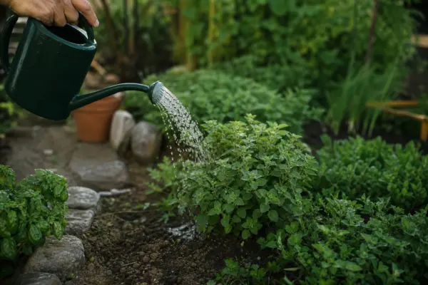 Oregano (Origanum vulgare) – plantare, udare și întreținere