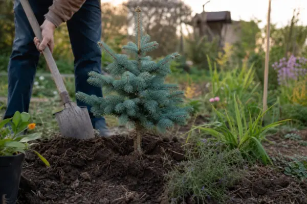 Molid argintiu (Picea pungens) – sfaturi de plantare și îngrijire