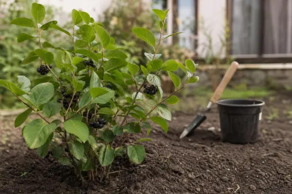 Scoruș negru (Aronia melanocarpa) – condiții de creștere, plantare și îngrijire