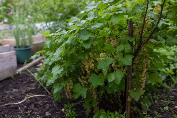 Coacăz alb (Ribes rubrum) – condiții de creștere, plantare și îngrijire