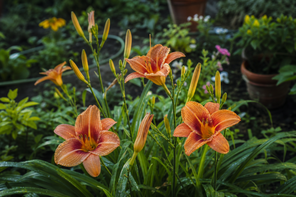 Crinul de o zi (Hemerocallis hybrida) – sfaturi pentru plantare, creștere și întreținere