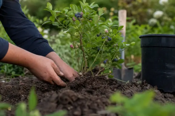 Afin (Vaccinium corymbosum) – plantare, îngrijire și greșeli de evitat