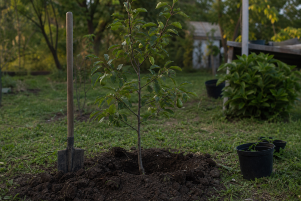 Păr (Pyrus communis) – sfaturi pentru plantare, creștere și întreținere