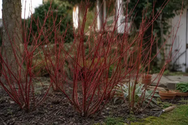 Sânger alb (Cornus alba) – ghid complet de cultivare și îngrijire